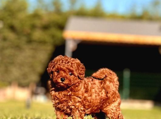 Kızıl Tüyleri Ile Oyuncu Ve Sevimli Poodle Yavrularımız görsel