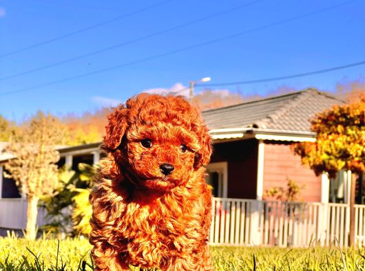 Kızıl Tüyleri Ile Oyuncu Ve Sevimli Poodle Yavrularımız görsel