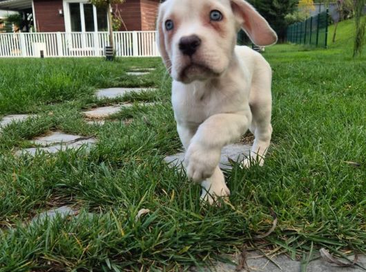 Türki̇yeni̇n En Özel Cane Corsa Yavrusu İstanbul görsel