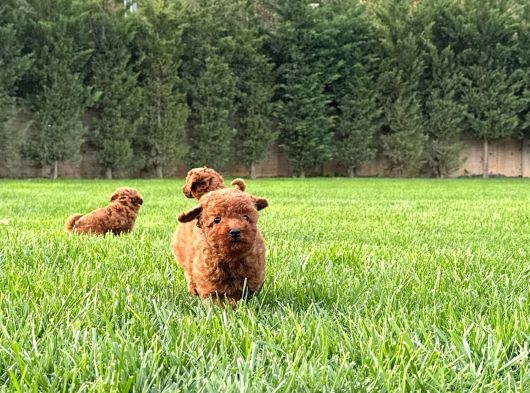 Kurabiye Tadında Enfes Poodle Bebeklerimiz görsel
