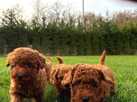 Kurabiye Tadında Enfes Poodle Bebeklerimiz görsel