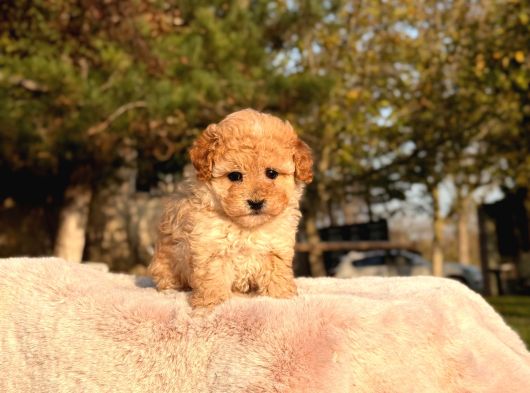 Kaliteli Toy Poodle görsel
