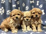 Kaliteli toy poodle