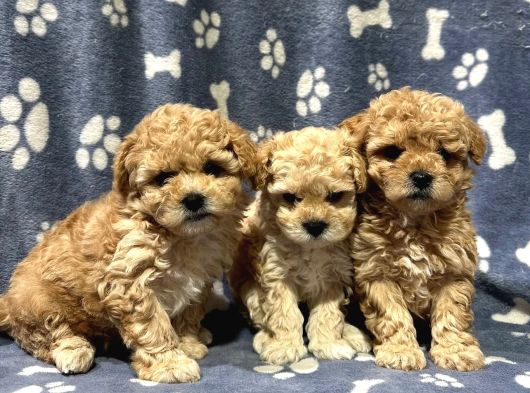 Kaliteli Toy Poodle