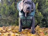 Gününe Göre 2 Katı Büyüklüğünde Dev Cane Corso
