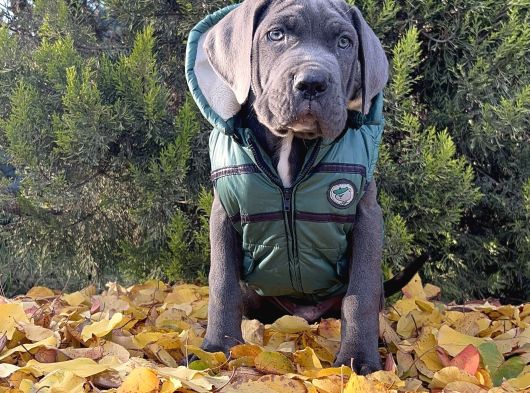 Gününe Göre 2 Katı Büyüklüğünde Dev Cane Corso görsel