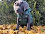 Gününe Göre 2 Katı Büyüklüğünde Dev Cane Corso