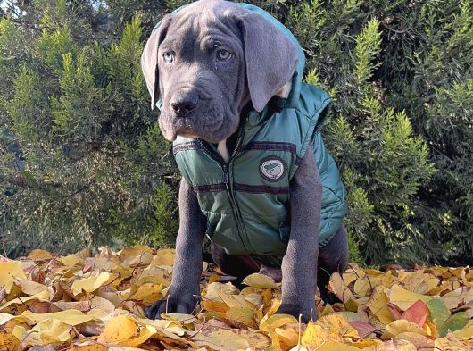 Gününe Göre 2 Katı Büyüklüğünde Dev Cane Corso görsel