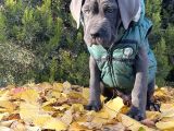 Gününe Göre 2 Katı Büyüklüğünde Dev Cane Corso