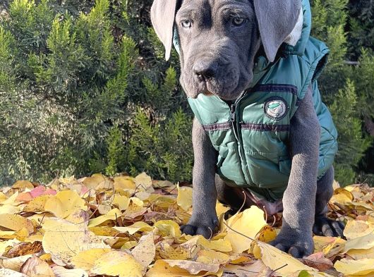 Gününe Göre 2 Katı Büyüklüğünde Dev Cane Corso görsel