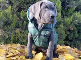 gününe göre 2 katı büyüklüğünde dev cane corso