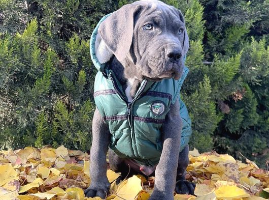 Gününe Göre 2 Katı Büyüklüğünde Dev Cane Corso