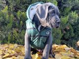 Gününe Göre 2 Katı Büyüklüğünde Dev Cane Corso