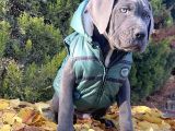 Gününe Göre 2 Katı Büyüklüğünde Dev Cane Corso