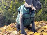 Gününe Göre 2 Katı Büyüklüğünde Dev Cane Corso