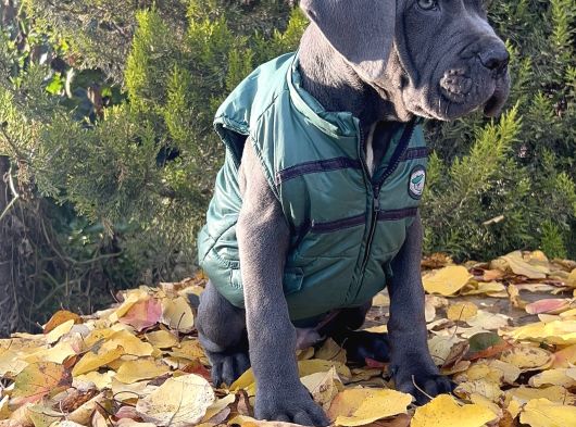 Gününe Göre 2 Katı Büyüklüğünde Dev Cane Corso görsel