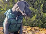 Gününe Göre 2 Katı Büyüklüğünde Dev Cane Corso