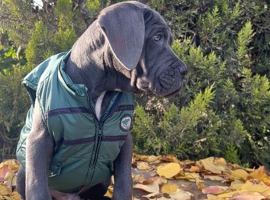 Gününe Göre 2 Katı Büyüklüğünde Dev Cane Corso görsel