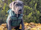 Gününe Göre 2 Katı Büyüklüğünde Dev Cane Corso