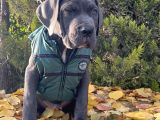 Gününe Göre 2 Katı Büyüklüğünde Dev Cane Corso