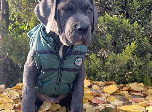 Gününe Göre 2 Katı Büyüklüğünde Dev Cane Corso görsel