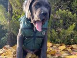 Gününe Göre 2 Katı Büyüklüğünde Dev Cane Corso