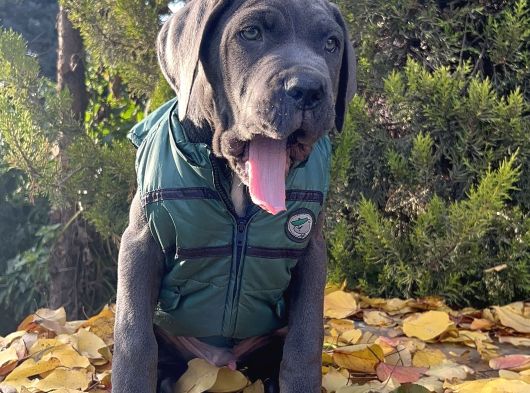 Gününe Göre 2 Katı Büyüklüğünde Dev Cane Corso görsel