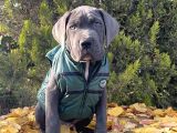 Gününe Göre 2 Katı Büyüklüğünde Dev Cane Corso