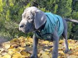 Gününe Göre 2 Katı Büyüklüğünde Dev Cane Corso