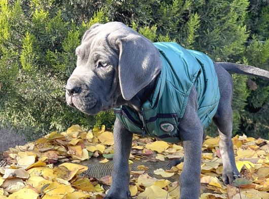 Gününe Göre 2 Katı Büyüklüğünde Dev Cane Corso görsel