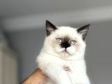 Cüce Kedi Munchkin Mikro Bacak