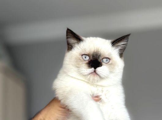 Cüce Kedi Munchkin Mikro Bacak görsel