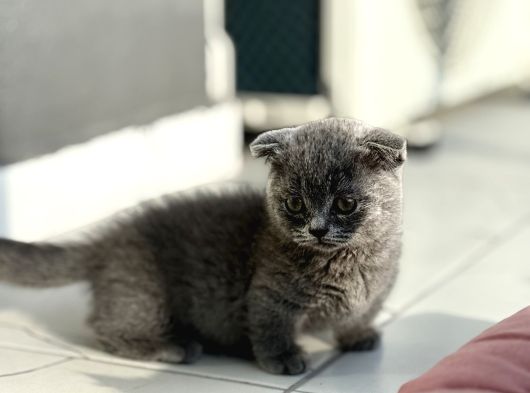 Cüce Kedi Munchkin Mikro Bacak görsel