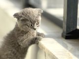 Cüce Kedi Munchkin Mikro Bacak
