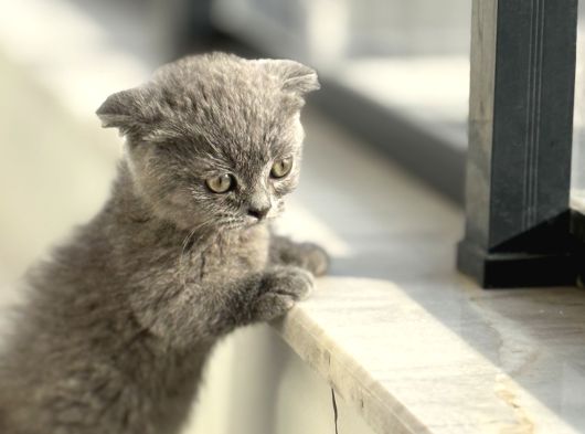 Cüce Kedi Munchkin Mikro Bacak görsel