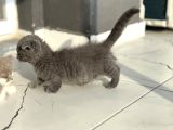 Cüce Kedi Munchkin Mikro Bacak