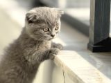 Cüce kedi Munchkin Mikro Bacak