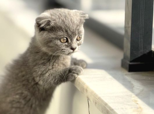 Cüce Kedi Munchkin Mikro Bacak