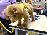 Yavru Toy Poodle