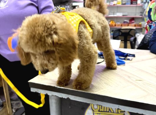 Yavru Toy Poodle görsel