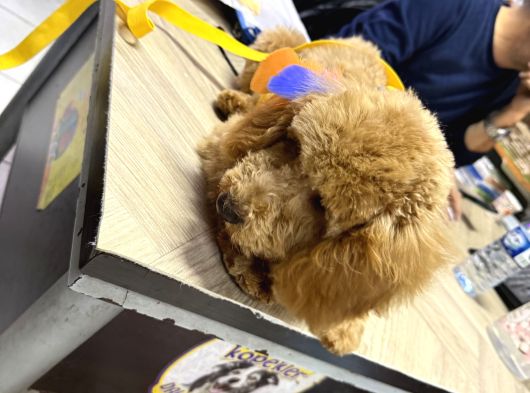 Yavru Toy Poodle görsel