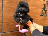 6 Aylik Teacup Di̇şi̇ Poodle Bebeği̇mi̇z Aşili