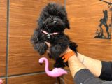6 AYLIK TEACUP DİŞİ POODLE BEBEĞİMİZ AŞILI