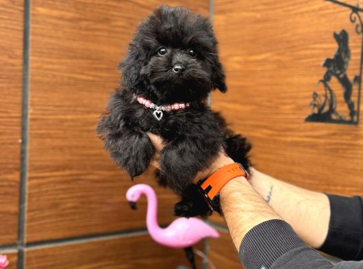 6 Aylik Teacup Di̇şi̇ Poodle Bebeği̇mi̇z Aşili