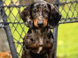 Semerline Kennel Dachaund Yavrular