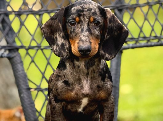 Semerline Kennel Dachaund Yavrular