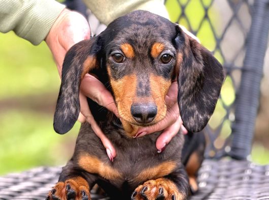 Semerline Kennel Dachaund Yavrular görsel