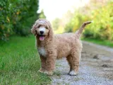DEV BOY ORJİNAL GOLDENDOODLE BEBEĞİMİZ A KALİTE