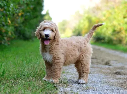 Dev Boy Orji̇nal Goldendoodle Bebeği̇mi̇z A Kali̇te