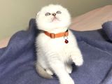 Ayi Kafa Panda Surat A Kali̇te